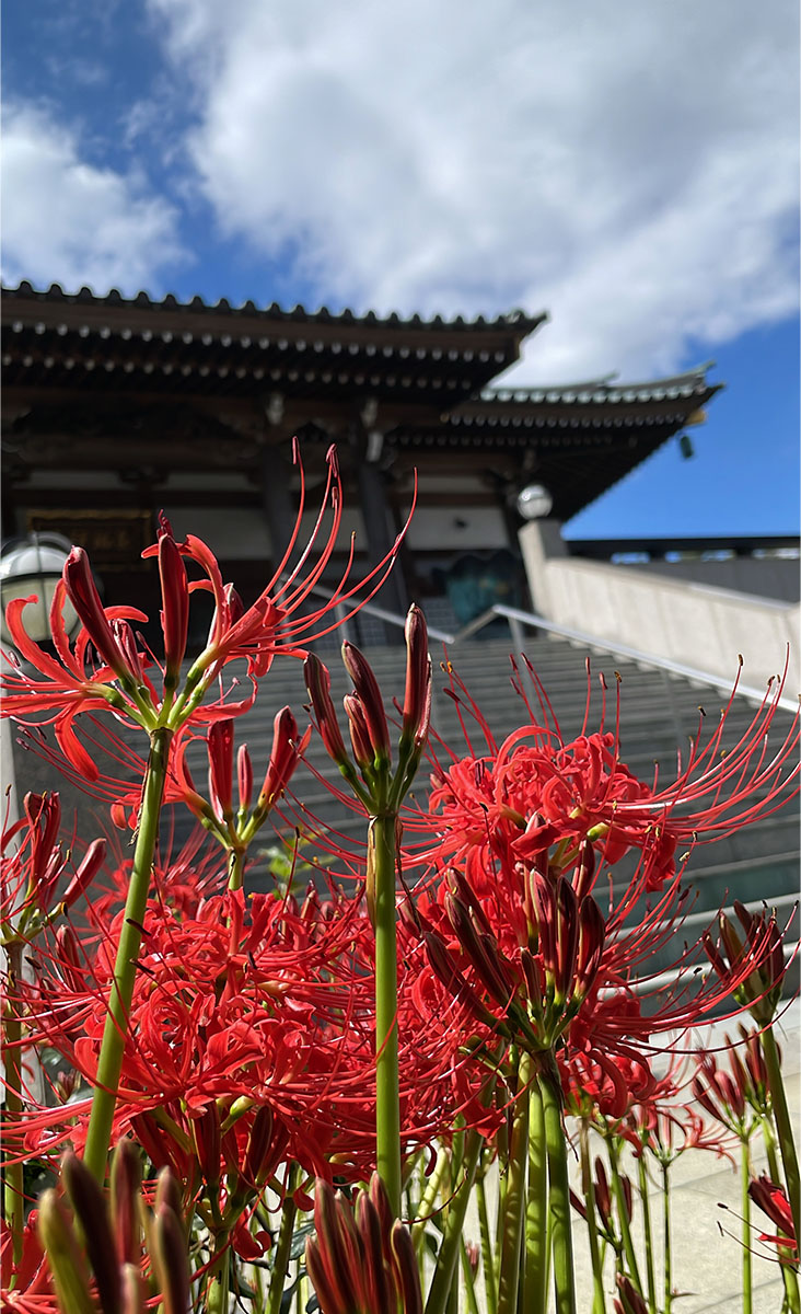 長福寺本堂と彼岸花